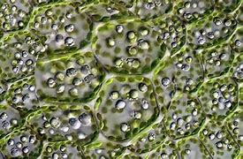Image result for Dead-Tree Cell Microscope