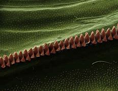 Image result for Least Squares Fit Tree Cricket Chirp