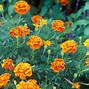 Image result for Fast Growing Flowers from Seeds