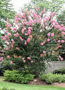 Image result for Lagerstroemia Sioux