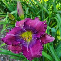 Image result for Hemerocallis Lavender Blue Baby