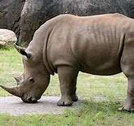 Rhinoceros 的图像结果
