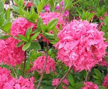 Image result for Rhododendron (AK) Homebush