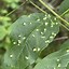 Image result for Gall Mite HD Image