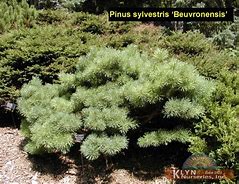 Pinus sylvestris Beuvronensis-साठीचा प्रतिमा निकाल