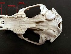 Image result for Raccoon Teeth Skull