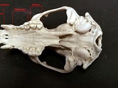 Image result for Raccoon Jawbone