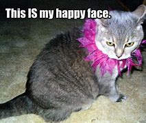 Image result for Happy Cat Face Meme