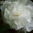 Image result for Alcea rosea majorette white