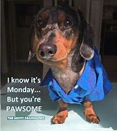 Image result for Monday Dachshund Meme