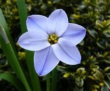 Image result for Ipheion uniflorum Rolf Fiedler