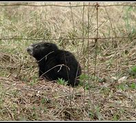 Image result for Black Groundhog