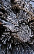 Image result for Texture Macro Photography