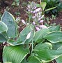 Image result for Hosta ventricosa