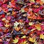Image result for Fall Foliage iPhone Background