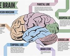 Image result for Wher in the Brain Do We Cry From