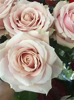 Image result for Pink Avalanche Rose