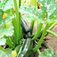 Image result for Vertical Zucchini