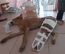Image result for Dog Broken Leg