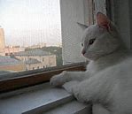 Image result for Cat Windows Wallpaper