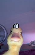 Image result for Duck PFP Drawing