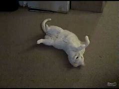 Image result for Cat Playing Dead