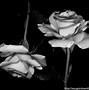 Image result for Black and White Roses Wallpaper iPhone