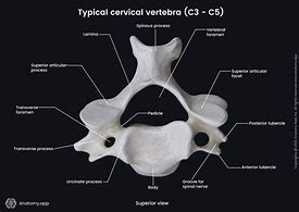 Image result for 4th and 5th Cervical Vertebrae