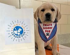 Image result for Leader Dog