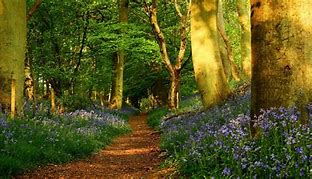 Image result for Woodland Backdrop High Quality
