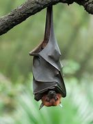 Image result for Hanging Upside Down Like a Bat