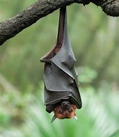 Image result for Bat Hanging Back