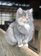 Image result for Cute Barn Cat