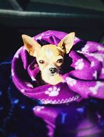 Image result for Twilight Parody Movie Chihuahua