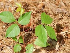 Image result for Poison Ivy Pix of Leaves