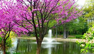 Image result for Springtime Wallpaper