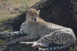 Image result for Cheetah Kenya