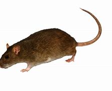 Image result for Transparent Mouse Rat