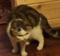 Image result for Confused Cat Meme Template