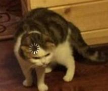Image result for Confused Cat Meme Full Pic