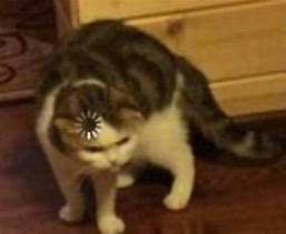 Image result for Blank Confused Cat Meme