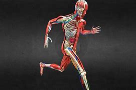 Image result for human body animation anatomy