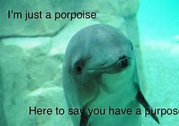 Image result for Porpoise Meme