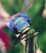 Image result for Clip On Macro Lens
