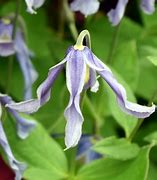 Image result for Clematis Integrifolia