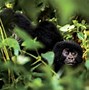 Image result for Pictures of Silverback Gorillas