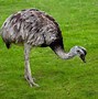 Image result for African Cricket Animal