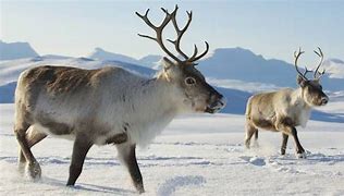 Image result for reindeer