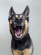 Image result for Funny Dog Portraits