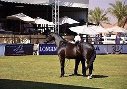 Image result for Arabian Horse Racing